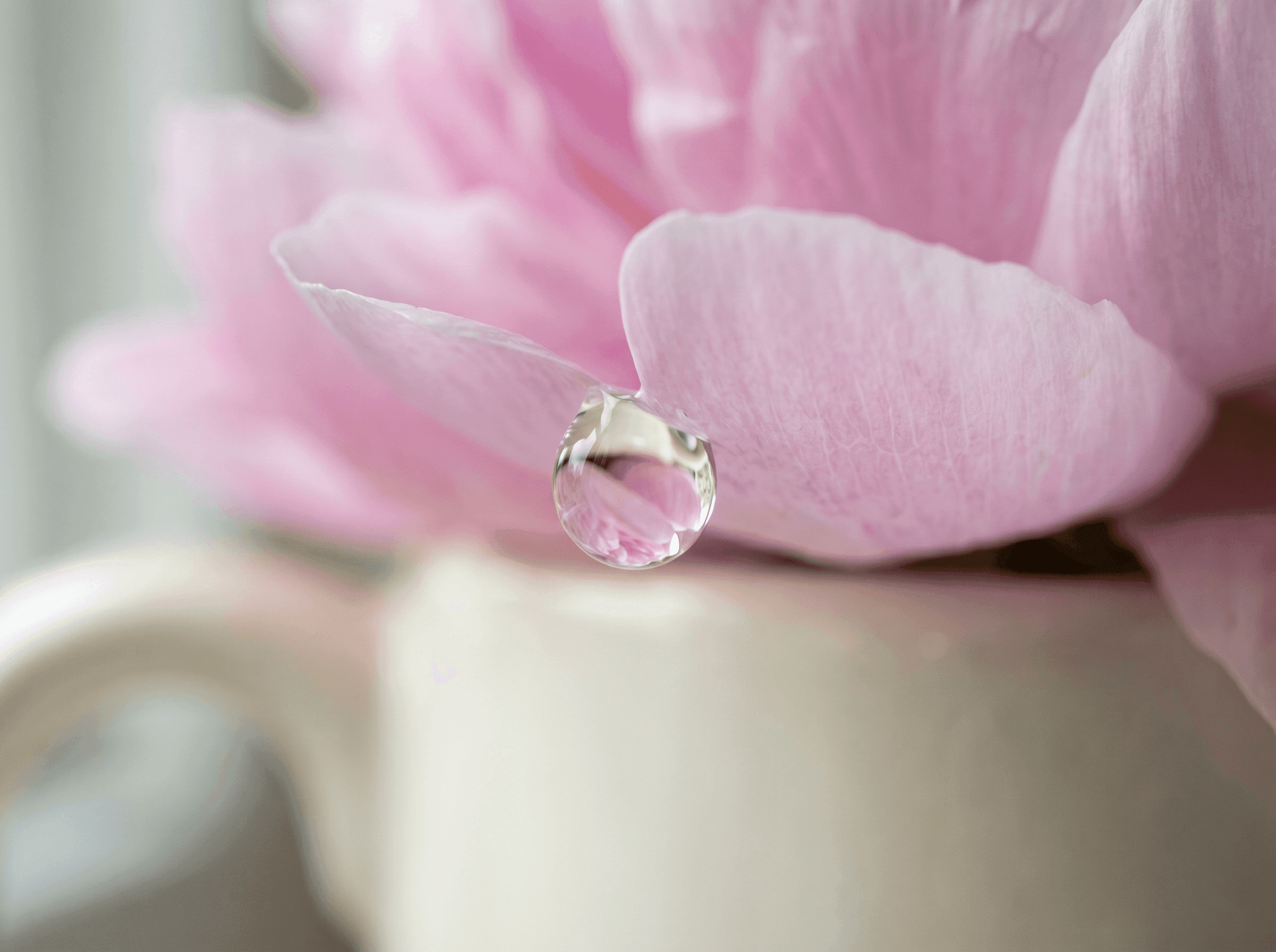 Macro — pétales saturés de lumière
